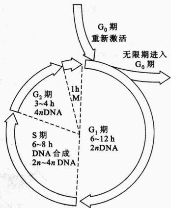 M期与G1、S、G2期组成的细胞周期