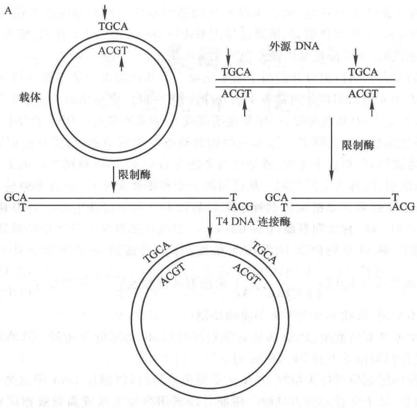 DNA黏性末端和平末端的连接