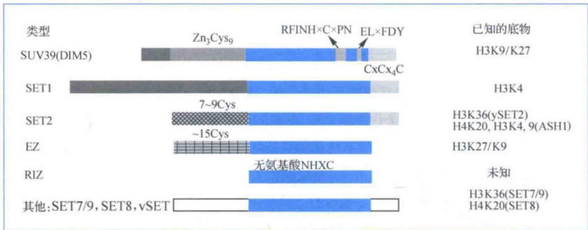 DIM5和SET7或9等组蛋白甲基转移酶