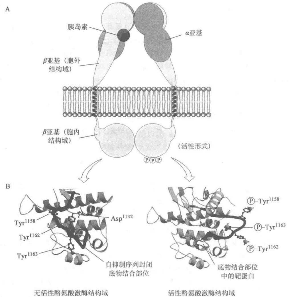 胰岛素受体的自磷酸化