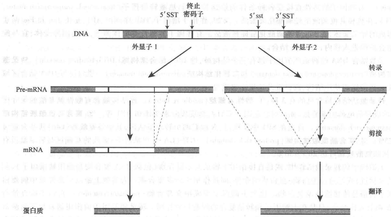SV40 T抗原mRNA的选择性剪接