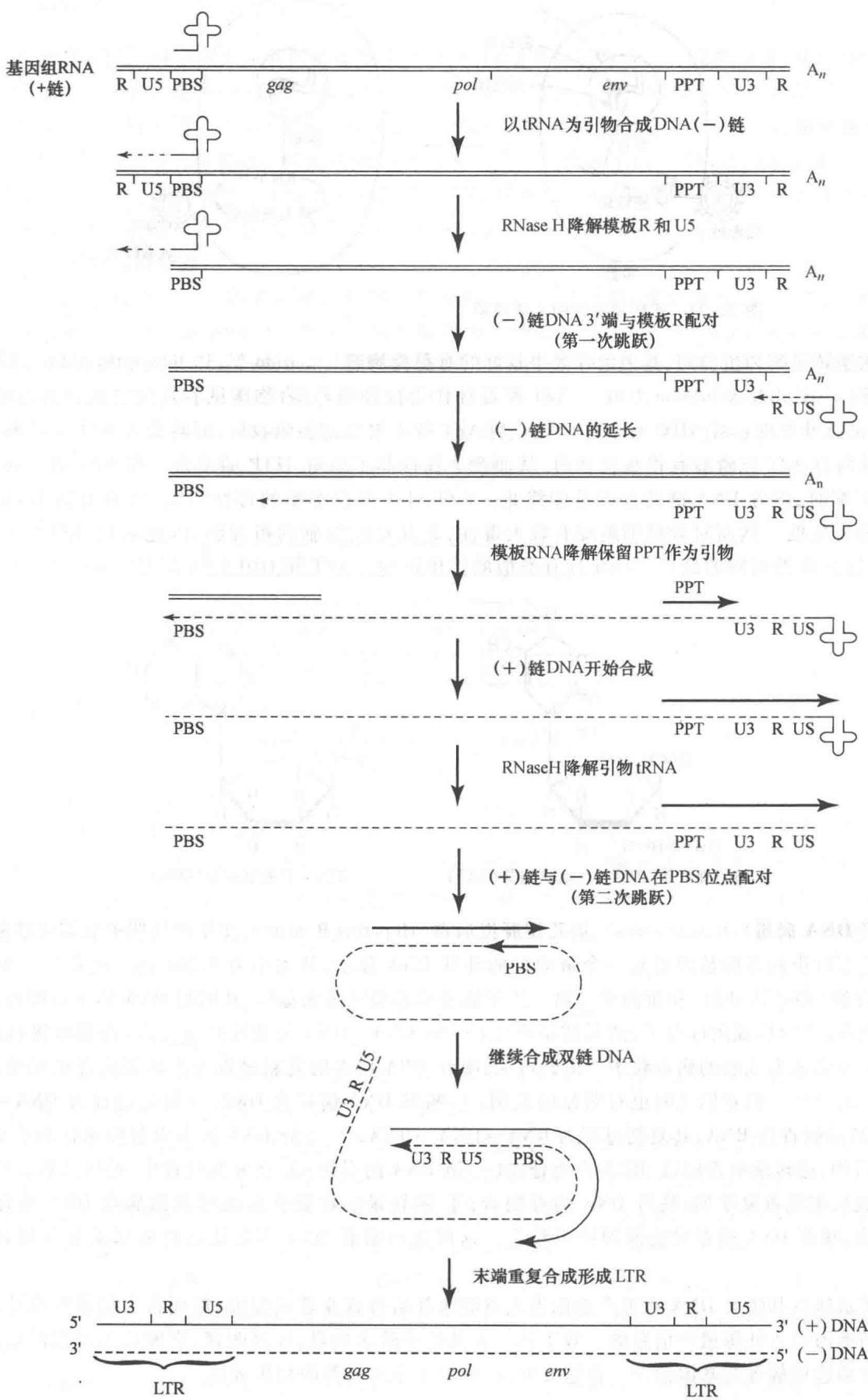逆转录病毒DNA的合成