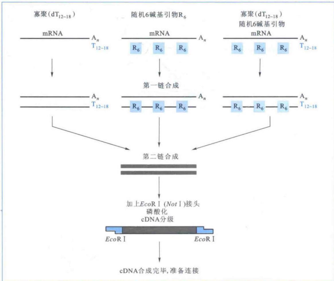 cDNA第一链和第二链的合成