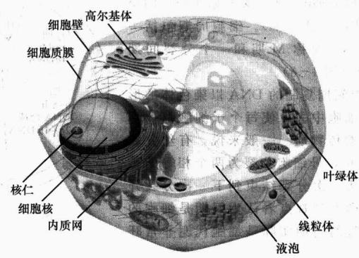 植物细胞的主要结构