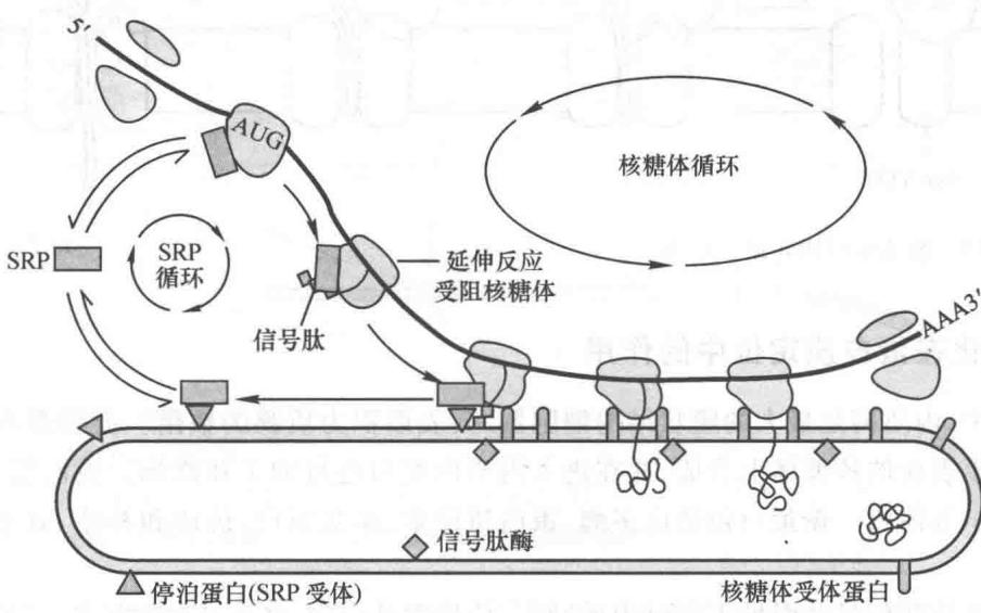 信号肽识别与内质网共翻译转运