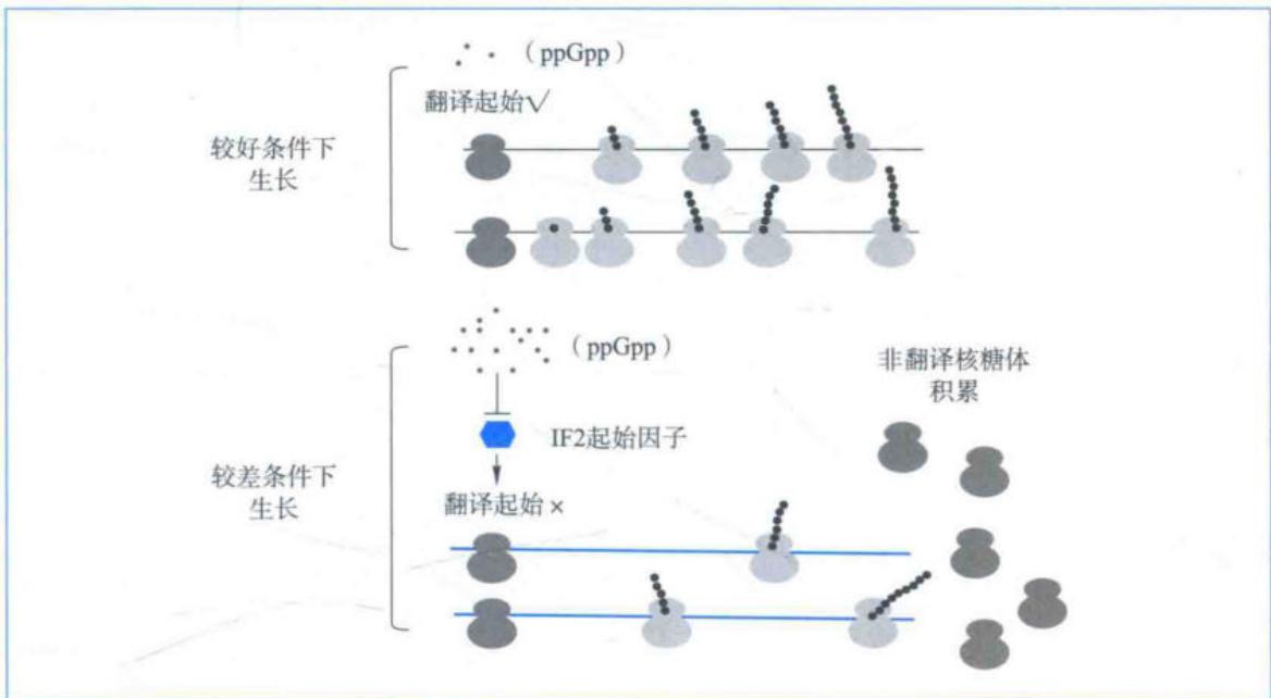 活性核糖体调控模型
