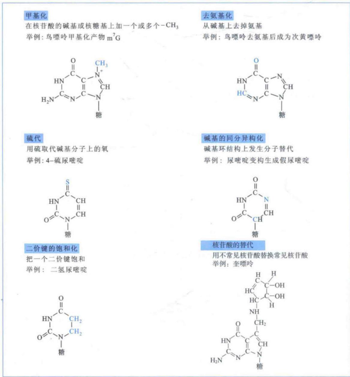 rRNA和tRNA中核苷酸的主要化学修饰