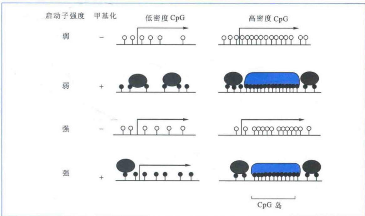 甲基化密度和MeCP1结合对转录的抑制