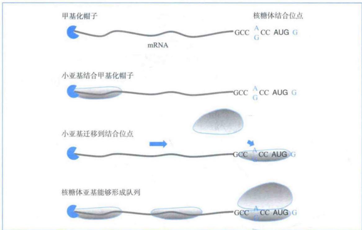 真核40S亚基由mRNA的5端扫描起始密码子