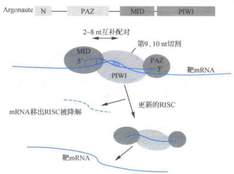 Argonaute装载siRNA并形成成熟RISC