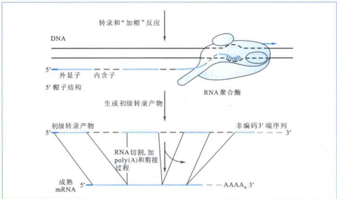 初级转录产物及其主要加工过程