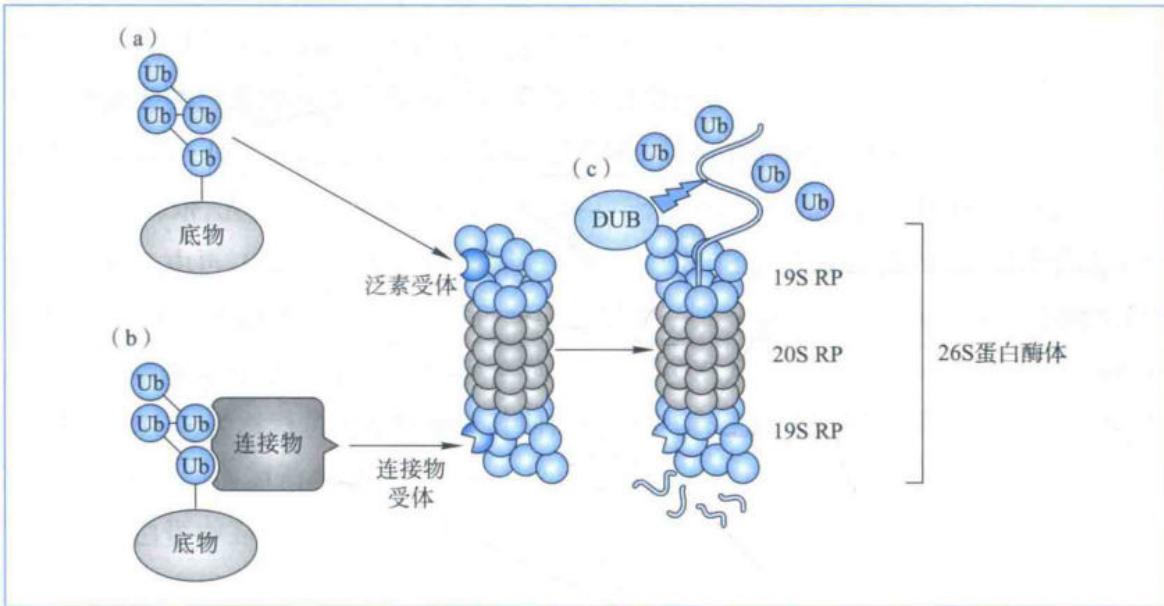26S蛋白酶体依赖的泛素化降解