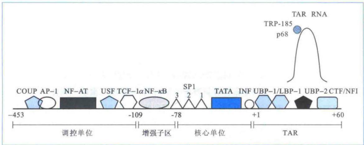 HIV 5'-LTR中DNA和RNA结合蛋白的作用位点