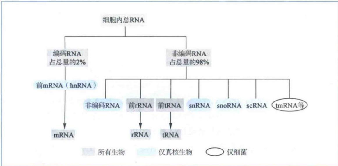 RNA各组分在细胞中的分布