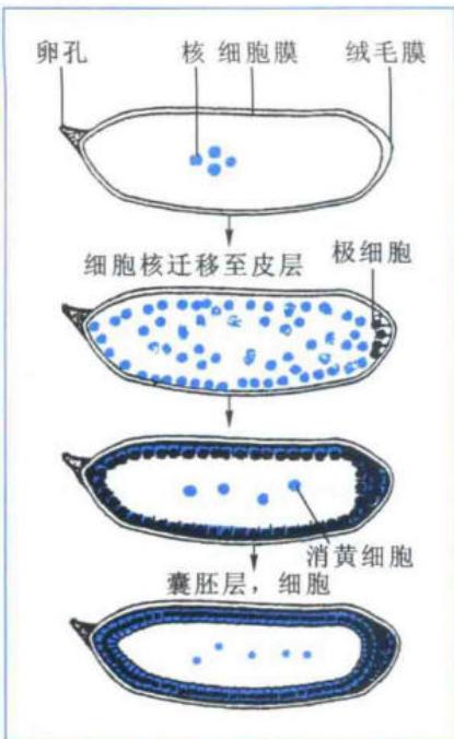 果蝇早期卵裂和细胞胚盘形成