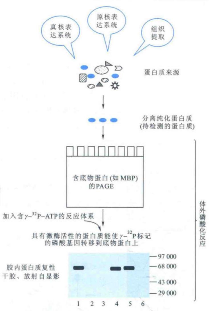 蛋白激酶体外磷酸化活性分析