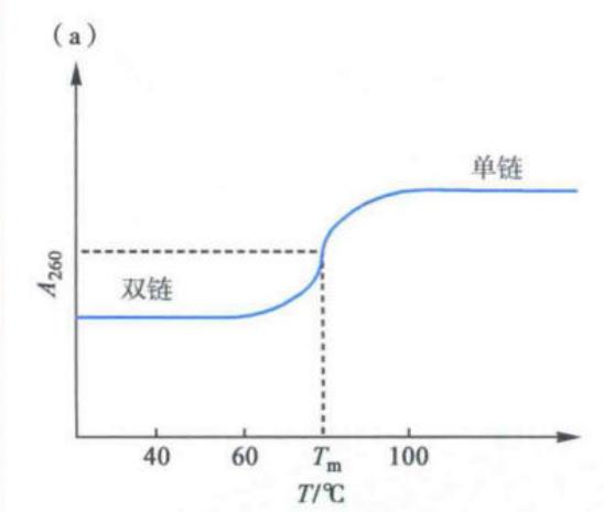 DNA变性曲线及影响因素(教材图2-17之一)