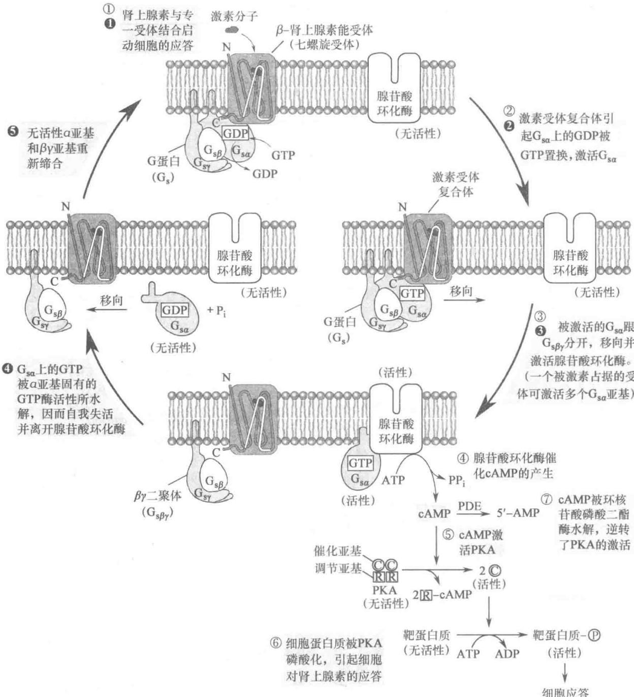 β-肾上腺素能信号通路