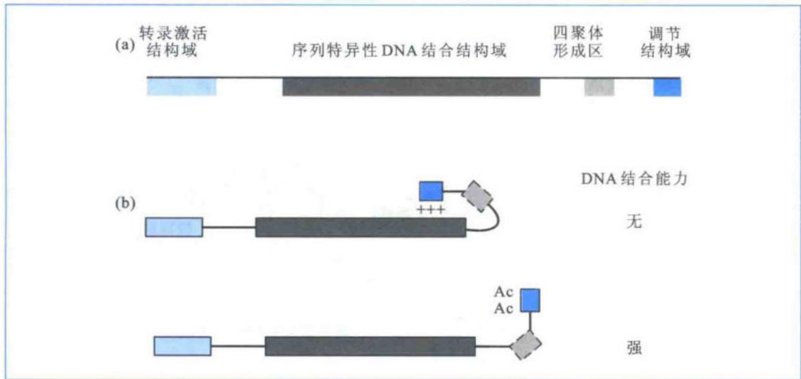 p53结构及乙酰化增强DNA结合和转录激活