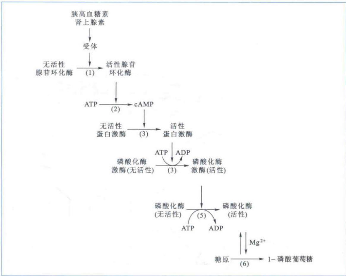 胰高血糖素经cAMP激活糖原分解