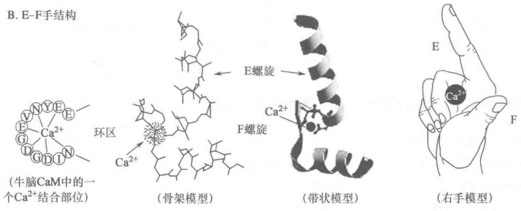 钙调蛋白及E-F手结构(下)