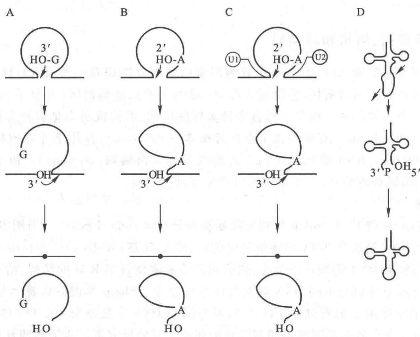 RNA的四种剪接方式