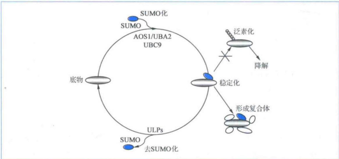 SUMO化通路及其与泛素化的关系