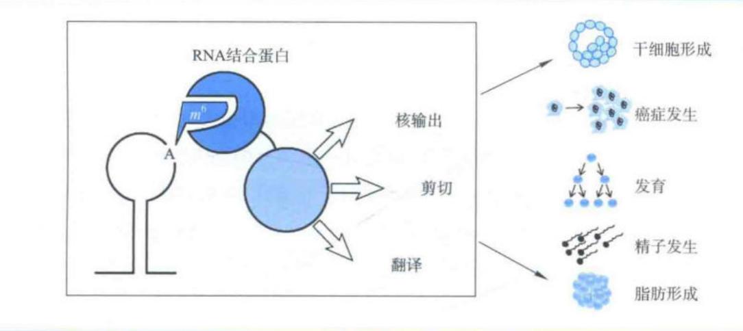 m6A对剪接、稳定性、核输出和翻译的影响