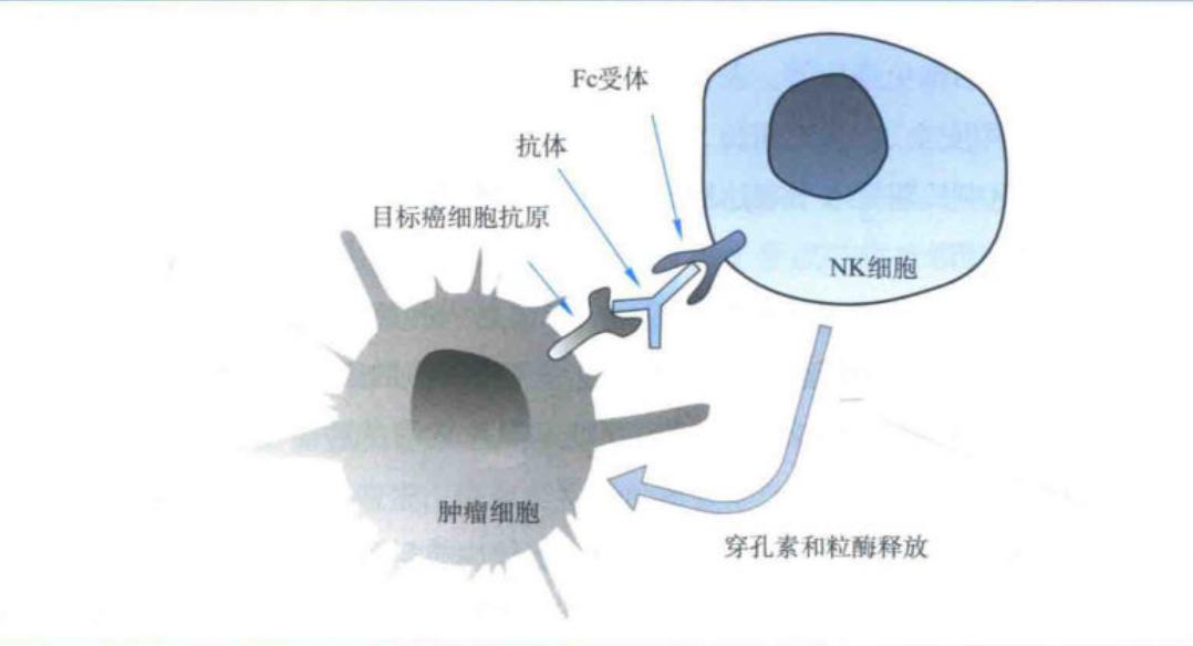 抗体依赖性细胞介导的细胞毒性