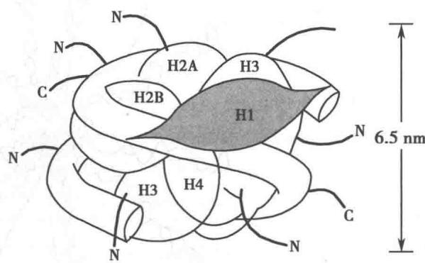 H1结合于核小体DNA进出口