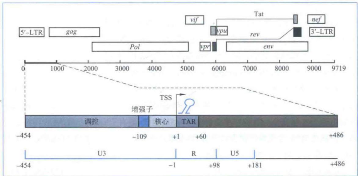 HIV基因组LTR结构