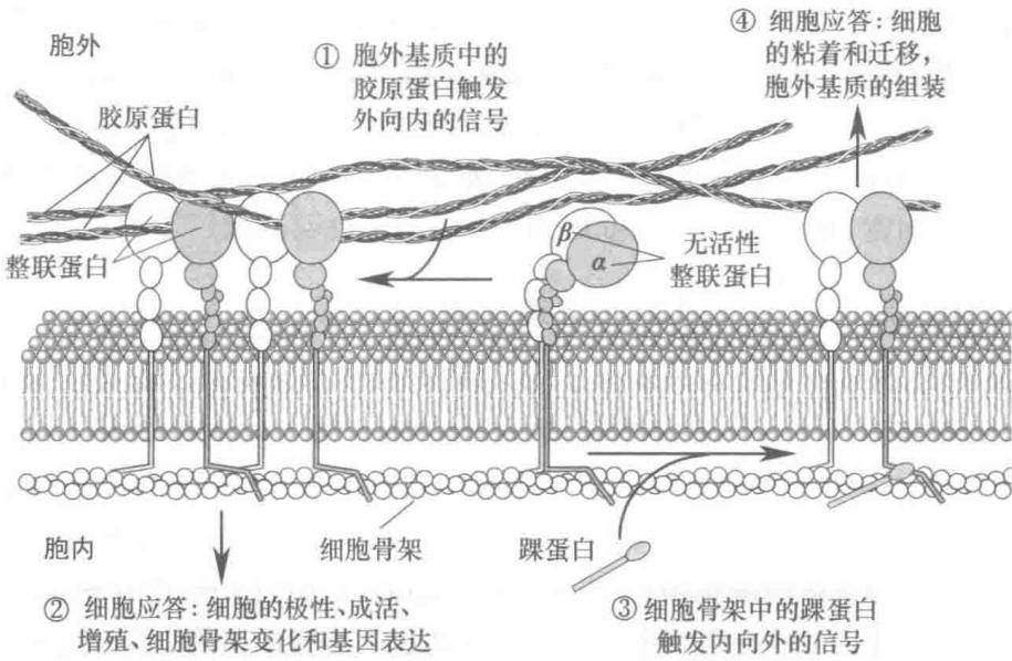 整联蛋白的双向信号转导