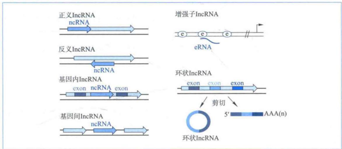 正义反义基因内基因间增强子及环状lncRNA
