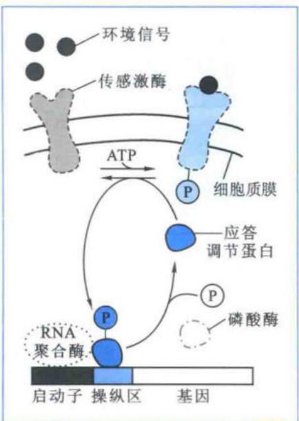 细菌中的二组分调控系统
