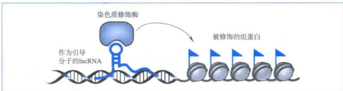 引导lncRNA以顺式或反式方式定位调控复合体