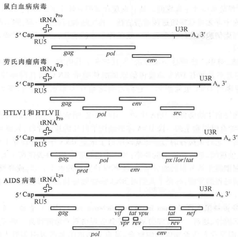 逆转录病毒的基因组