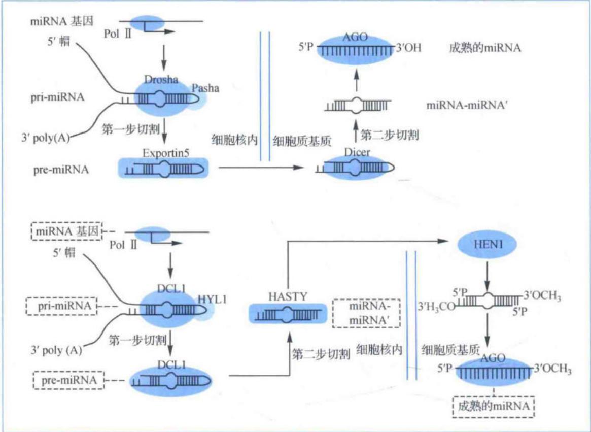 动物与植物miRNA产生过程比较