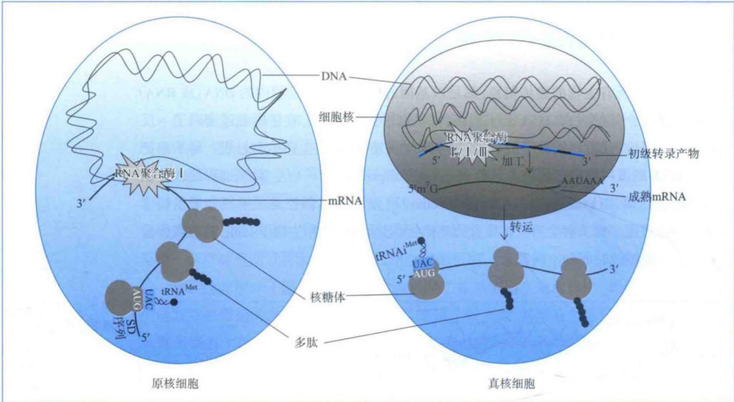 真核与原核生物转录及翻译调控的总体特征比较