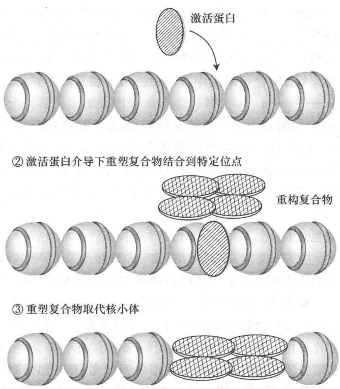 激活蛋白介导染色质重塑