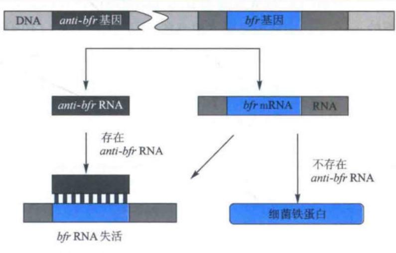 反义RNA抑制bfr翻译
