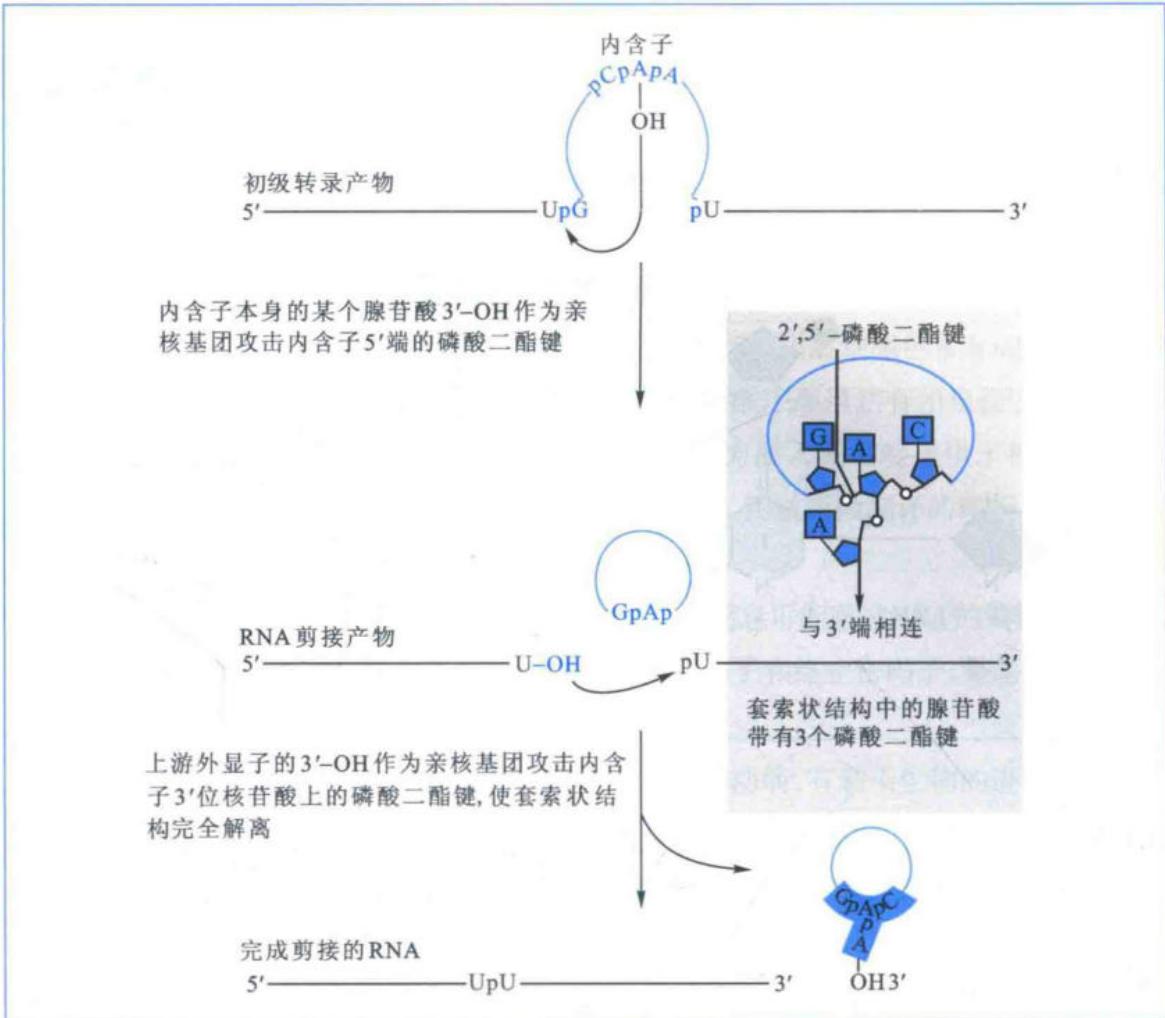 II类内含子的自剪接