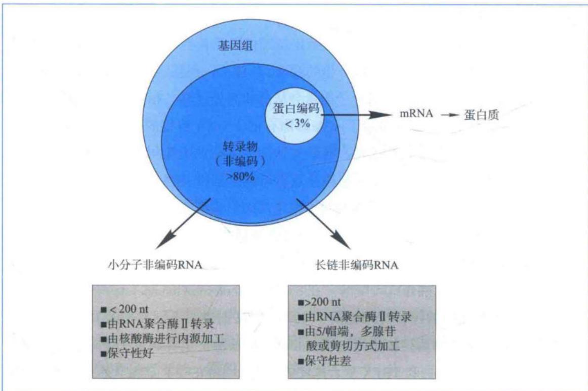 人类基因组中编码RNA与非编码RNA的比较