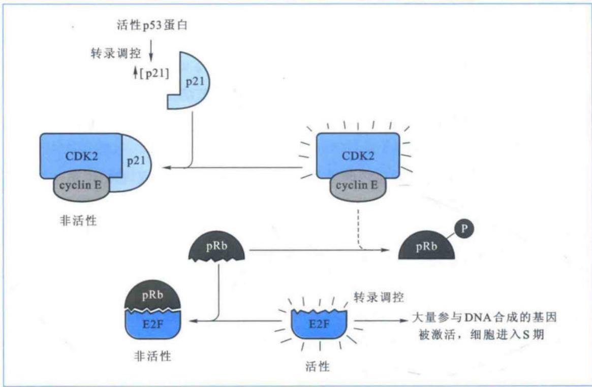 pRb磷酸化状态控制E2F及G1至S期转换