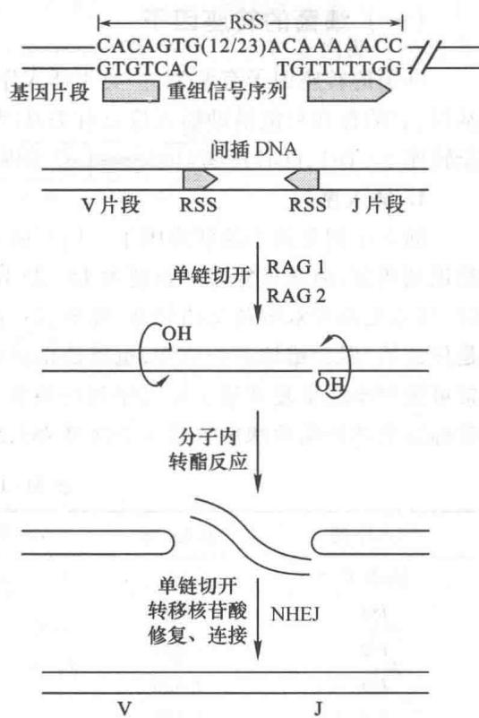 免疫球蛋白基因重排