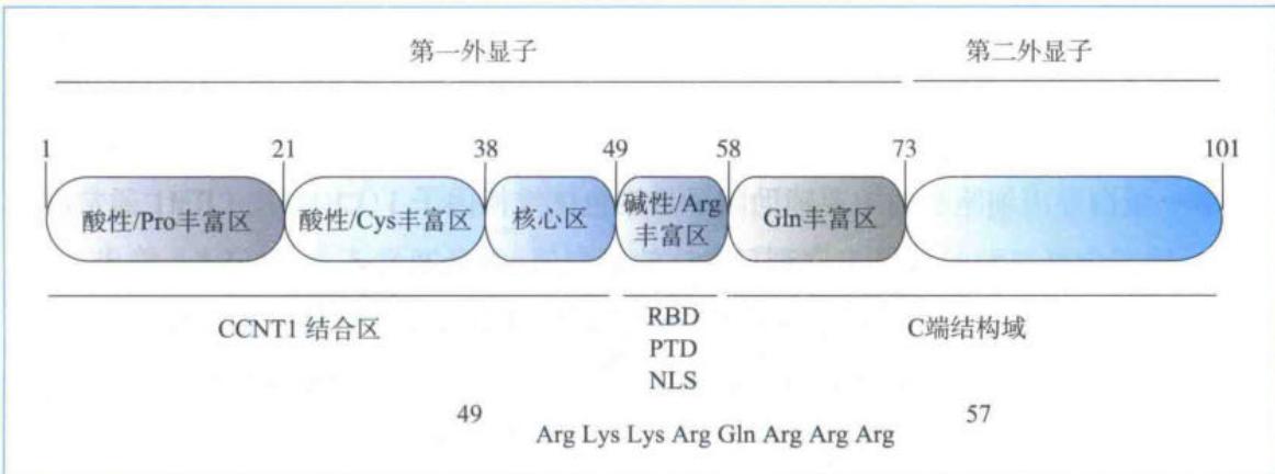 Rev蛋白结构