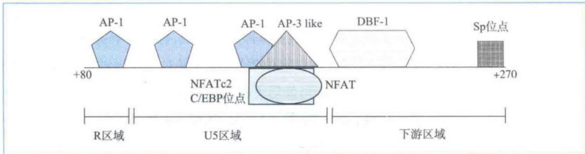 5'-LTR的TSS下游转录因子结合位点