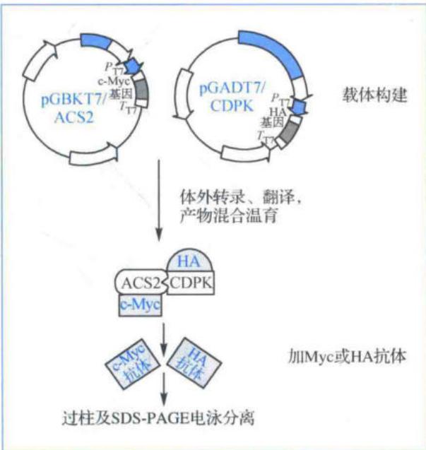 c-Myc-ACS2和HA-CDPK1免疫共沉淀载体构建