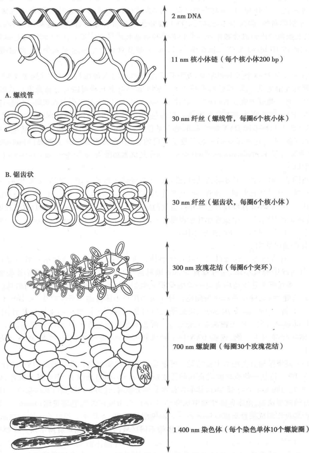 真核生物染色体的不同层次结构