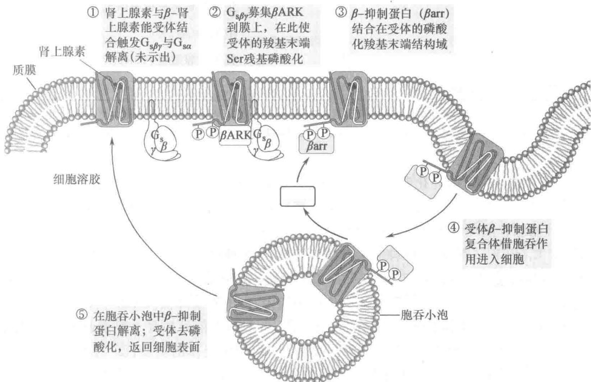 β-肾上腺素能受体的脱敏