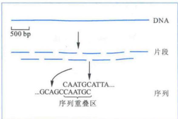 基因组DNA全基因组鸟枪法测序流程